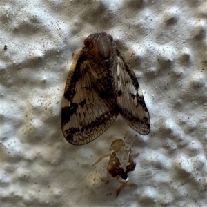 Scolypopa australis (Passionvine hopper, Fluffy bum) at Braddon, ACT by Hejor1