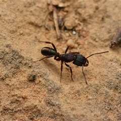 Rhytidoponera metallica (Greenhead ant) at Aranda, ACT - 20 Dec 2024 by NateKingsford