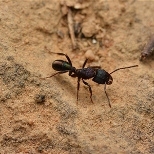 Rhytidoponera metallica (Greenhead ant) at Aranda, ACT by NateKingsford