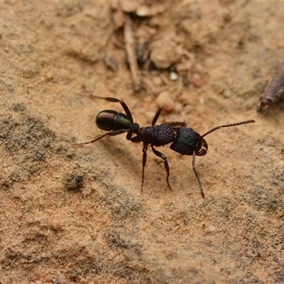 Rhytidoponera metallica (Greenhead ant) at Aranda, ACT - 20 Dec 2024 by NateKingsford