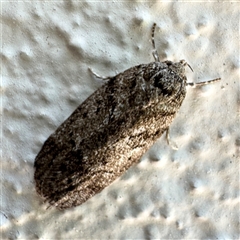 Philobota philostaura (A Concealer moth (Philobota group)) at Braddon, ACT - 18 Dec 2024 by Hejor1