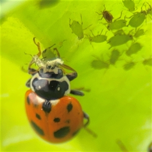 Hippodamia variegata (Spotted Amber Ladybird) at Batemans Bay, NSW by Hejor1