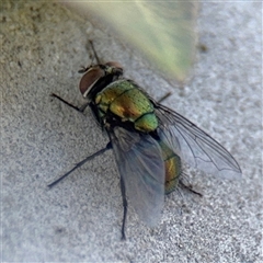 Lucilia sp. (genus) (A blowfly) at Batemans Bay, NSW - 20 Dec 2024 by Hejor1