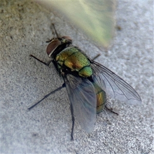 Lucilia sp. (genus) at Batemans Bay, NSW by Hejor1