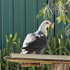 Columba leucomela (White-headed Pigeon) at Batemans Bay, NSW - 20 Dec 2024 by Hejor1