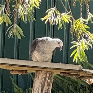 Columba leucomela at Batemans Bay, NSW - 20 Dec 2024 04:37 PM