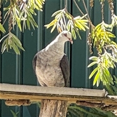 Columba leucomela at Batemans Bay, NSW - 20 Dec 2024 04:37 PM