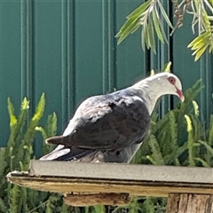 Columba leucomela at Batemans Bay, NSW - 20 Dec 2024 04:37 PM