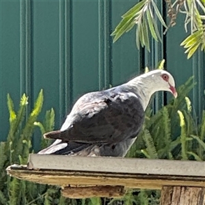 Columba leucomela at Batemans Bay, NSW - 20 Dec 2024 04:37 PM