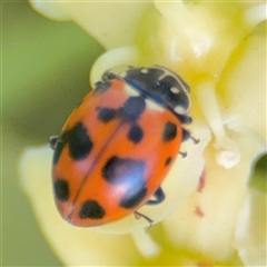 Hippodamia variegata (Spotted Amber Ladybird) at Batemans Bay, NSW - 20 Dec 2024 by Hejor1