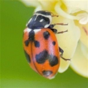 Hippodamia variegata at Batemans Bay, NSW - 20 Dec 2024