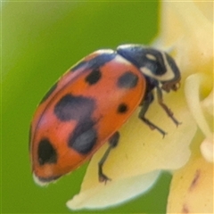 Hippodamia variegata at Batemans Bay, NSW - 20 Dec 2024