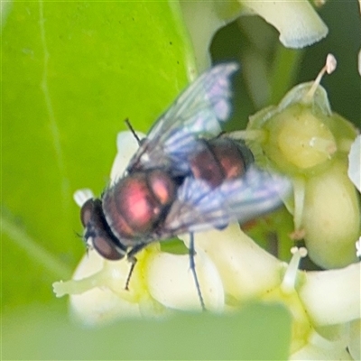 Lucilia sp. (genus) (A blowfly) at Batemans Bay, NSW - 20 Dec 2024 by Hejor1