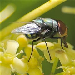 Lucilia sp. (genus) (A blowfly) at Batemans Bay, NSW - 20 Dec 2024 by Hejor1