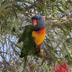 Trichoglossus moluccanus (Rainbow Lorikeet) at Batemans Bay, NSW by Hejor1