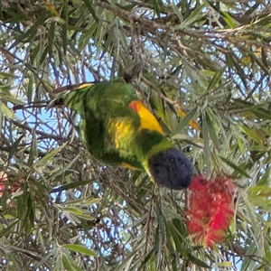 Trichoglossus moluccanus at Batemans Bay, NSW - 20 Dec 2024