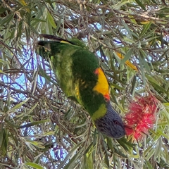 Trichoglossus moluccanus at Batemans Bay, NSW - 20 Dec 2024