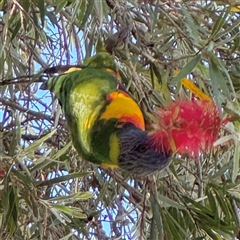 Trichoglossus moluccanus at Batemans Bay, NSW - 20 Dec 2024