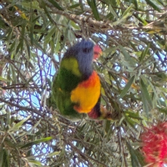 Trichoglossus moluccanus at Batemans Bay, NSW - 20 Dec 2024