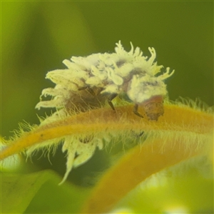 Cryptolaemus montrouzieri (Mealybug ladybird) at Batemans Bay, NSW by Hejor1