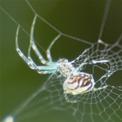 Leucauge dromedaria at Batemans Bay, NSW - 20 Dec 2024 by Hejor1