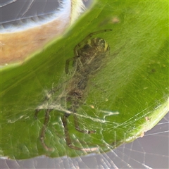 Phonognathidae (family) (Leaf curling orb-weavers) at Batemans Bay, NSW - 20 Dec 2024 by Hejor1