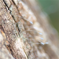 Neuroptera (order) at Batemans Bay, NSW - 20 Dec 2024 by Hejor1