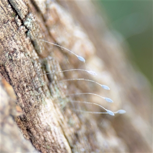 Neuroptera (order) at Batemans Bay, NSW by Hejor1