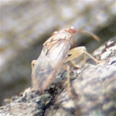 Miridae (family) (Unidentified plant bug) at Batemans Bay, NSW - 20 Dec 2024 by Hejor1