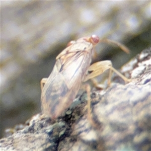 Miridae (family) at Batemans Bay, NSW - 20 Dec 2024 04:51 PM