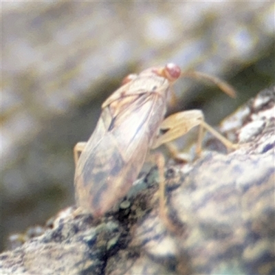 Miridae (family) (Unidentified plant bug) at Batemans Bay, NSW - 20 Dec 2024 by Hejor1