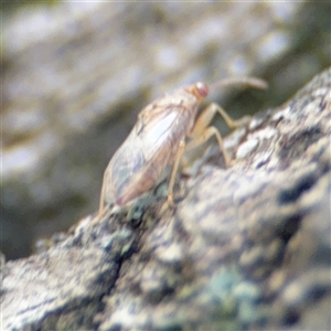 Miridae (family) at Batemans Bay, NSW - 20 Dec 2024 04:51 PM