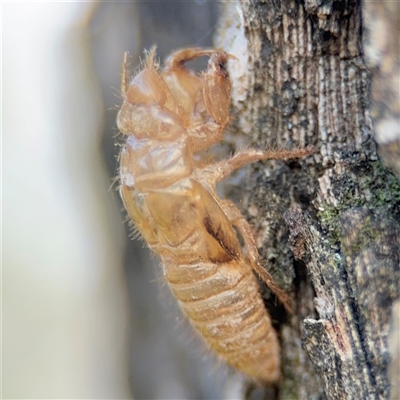 Yoyetta sp. (genus) at Batemans Bay, NSW - 20 Dec 2024 by Hejor1