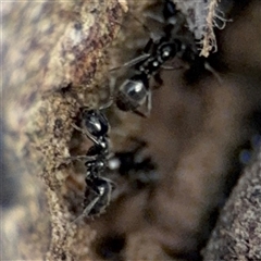 Anonychomyrma sp. (genus) (Black Cocktail Ant) at Batemans Bay, NSW - 20 Dec 2024 by Hejor1