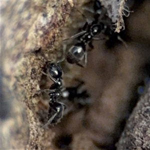 Anonychomyrma sp. (genus) at Batemans Bay, NSW - 20 Dec 2024