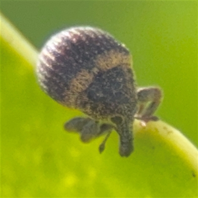 Haplonyx (genus) (Unidentified Haplonyx weevil) at Batemans Bay, NSW - 20 Dec 2024 by Hejor1