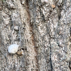 Tamopsis sp. (genus) (Two-tailed spider) at Batemans Bay, NSW - 20 Dec 2024 by Hejor1