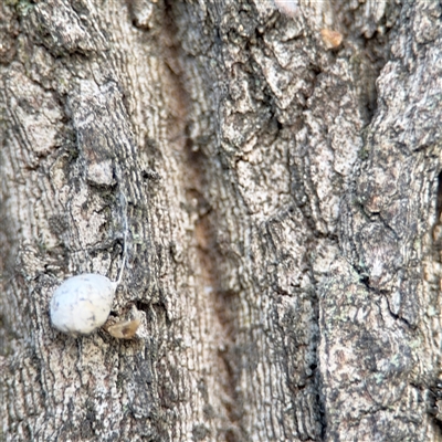 Tamopsis sp. (genus) (Two-tailed spider) at Batemans Bay, NSW - 20 Dec 2024 by Hejor1