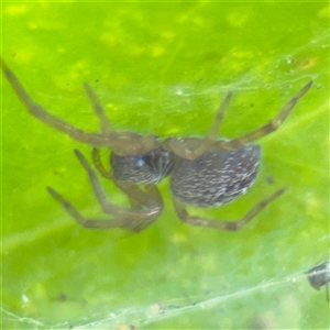 Badumna sp. (genus) at Batemans Bay, NSW - 20 Dec 2024