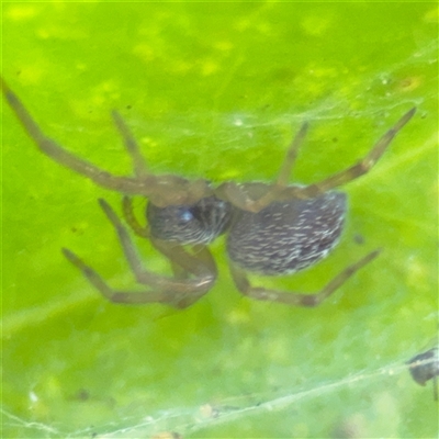 Badumna sp. (genus) (Lattice-web spider) at Batemans Bay, NSW - 20 Dec 2024 by Hejor1