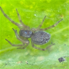 Badumna sp. (genus) at Batemans Bay, NSW - 20 Dec 2024