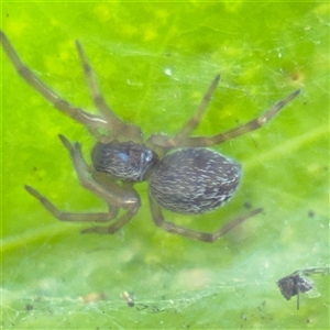 Badumna sp. (genus) at Batemans Bay, NSW - 20 Dec 2024