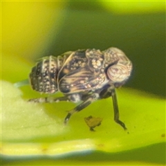 Fulgoroidea (superfamily) (Unidentified fulgoroid planthopper) at Batemans Bay, NSW - 20 Dec 2024 by Hejor1