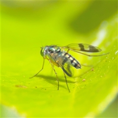 Austrosciapus connexus (Green long-legged fly) at Batemans Bay, NSW - 20 Dec 2024 by Hejor1