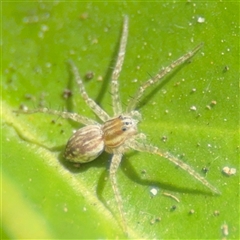 Dolomedes (genus) (Fishing spider) at Batemans Bay, NSW - 20 Dec 2024 by Hejor1