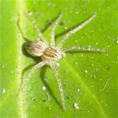 Dolomedes sp. (genus) at Batemans Bay, NSW - 20 Dec 2024 05:00 PM