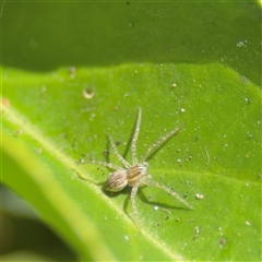 Dolomedes sp. (genus) at Batemans Bay, NSW - 20 Dec 2024 05:00 PM