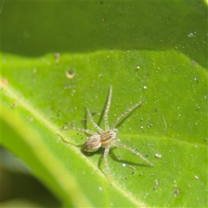 Dolomedes sp. (genus) at Batemans Bay, NSW - 20 Dec 2024 05:00 PM