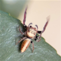 Opisthoncus sp. (genus) (Unidentified Opisthoncus jumping spider) at Batemans Bay, NSW - 20 Dec 2024 by Hejor1