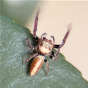 Opisthoncus sp. (genus) at Batemans Bay, NSW - 20 Dec 2024 05:08 PM